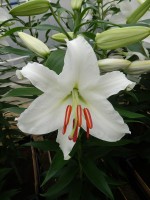 [4243 Siberia TL No02.JPG]